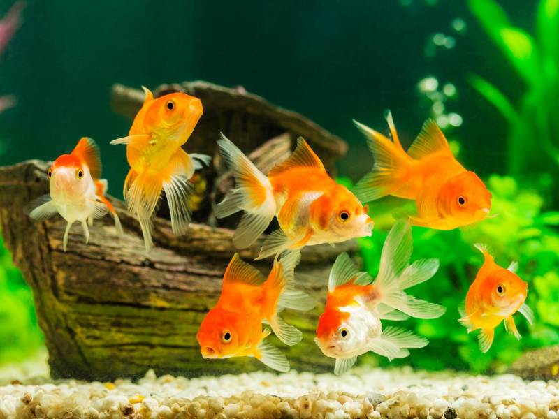 Best Aquarium Fish