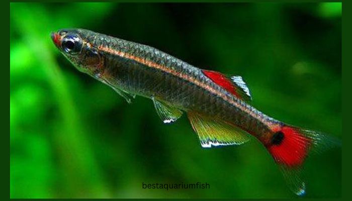 White Cloud Mountain Minnows: Do White Clouds Eat Their Fry