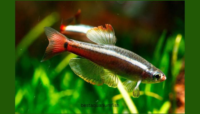 White Cloud Mountain Minnows: Do White Clouds Eat Their Fry?