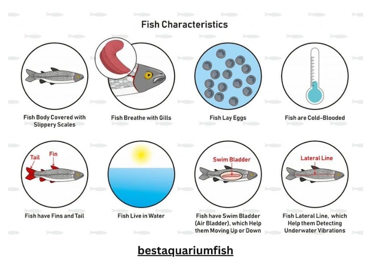 General Characteristics of Fish