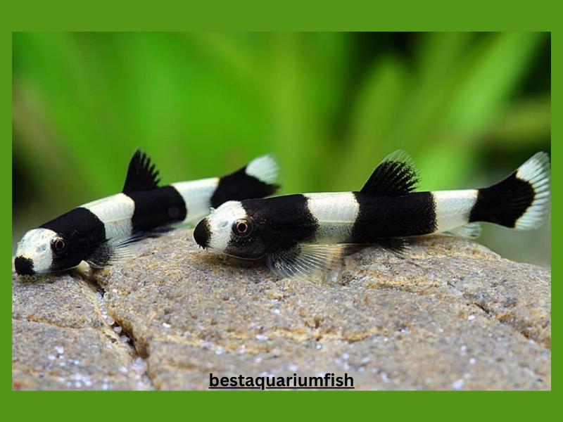 Panda Loach