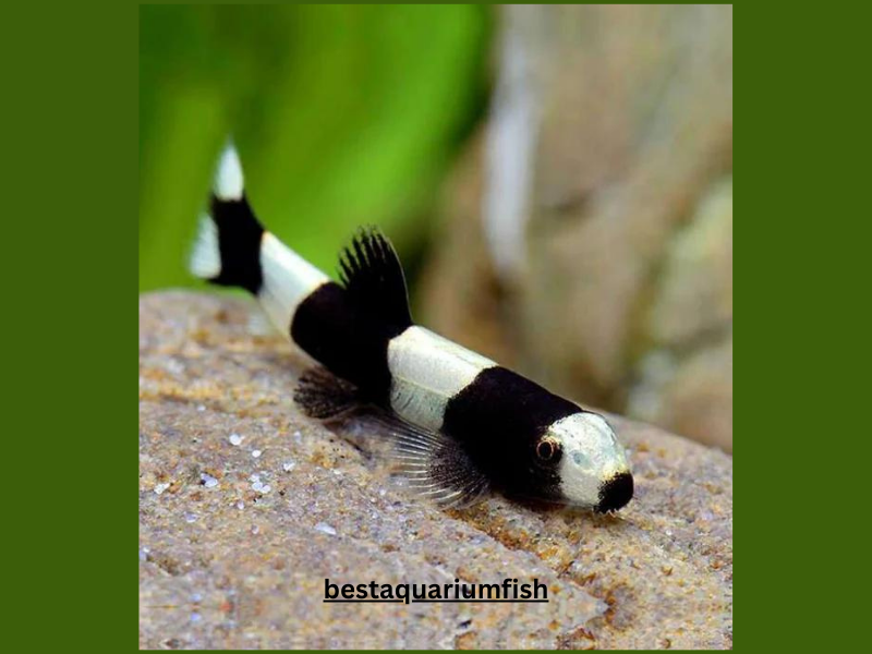 Panda Loach