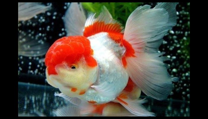 Assorted Colored Fantail Goldfish