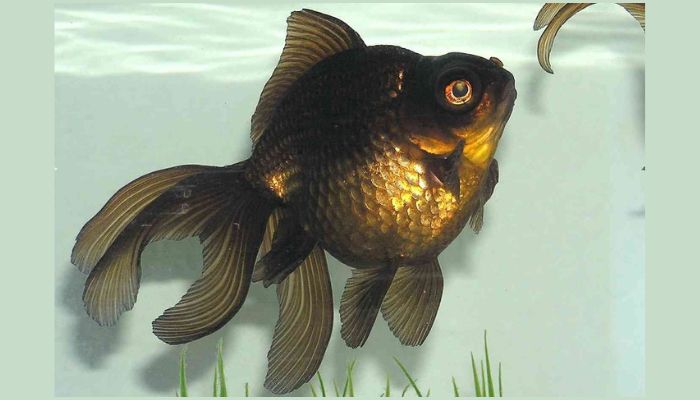 Black Moor Fantail Goldfish Size- 2-3 Inch