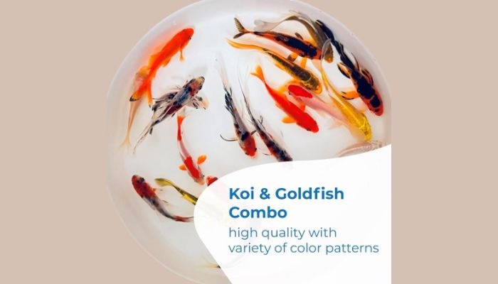 Butterfly & Standard Fin Koi Combo