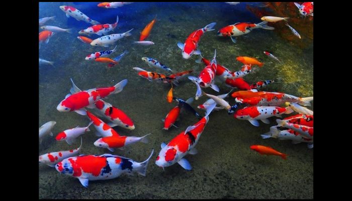 how big will koi get in a 1000 gallon pond? explained