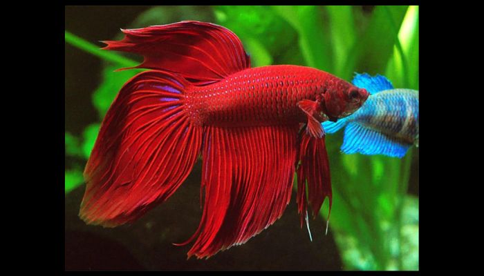 Can a Fish Recognize Its Owner? Betta Fish