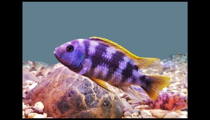 Can a Fish Recognize Its Owner? Cichlids Fish