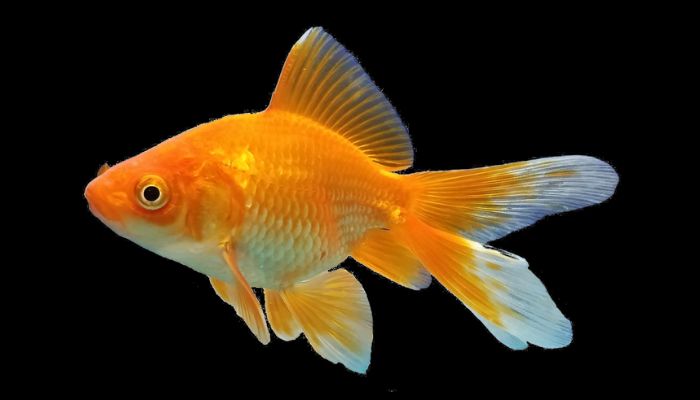 Can a Fish Recognize Its Owner? Goldfish