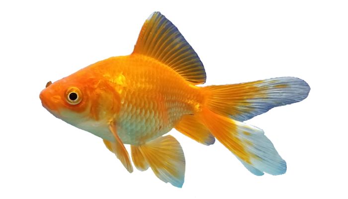 Can a Fish Recognize Its Owner?