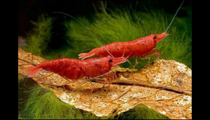 Cherry Shrimp Growth Tips