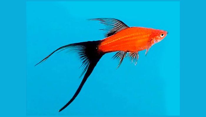 Double Swordtail Fish