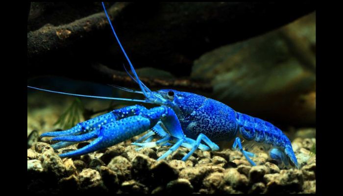 Electric Blue Crayfish