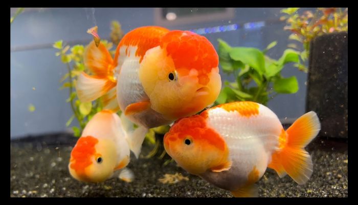 Fancy Goldfish Types