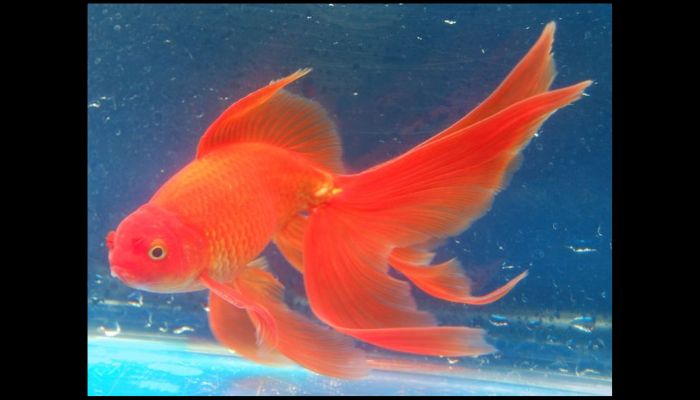 Fancy Goldfish Types Fantail Goldfish