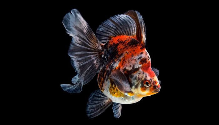 Fancy Goldfish Types Ryukin Goldfish