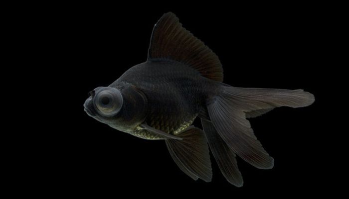 Fancy Goldfish Types Black Moor Goldfish