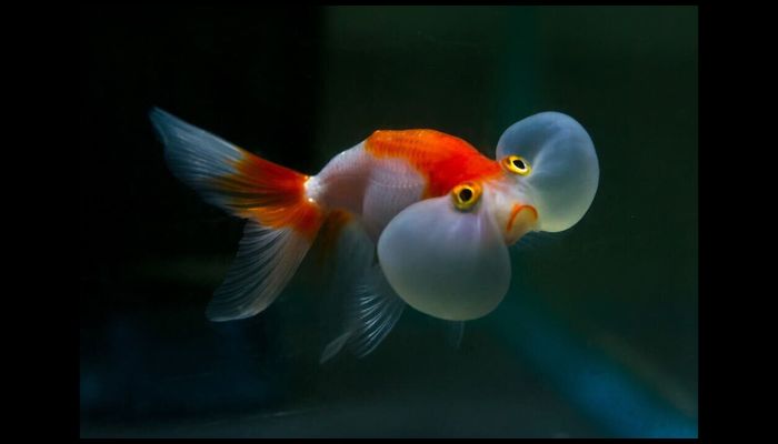 Fancy Goldfish Types Bubble Eye Goldfish