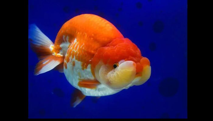 Fancy Goldfish Types Lionhead Goldfish