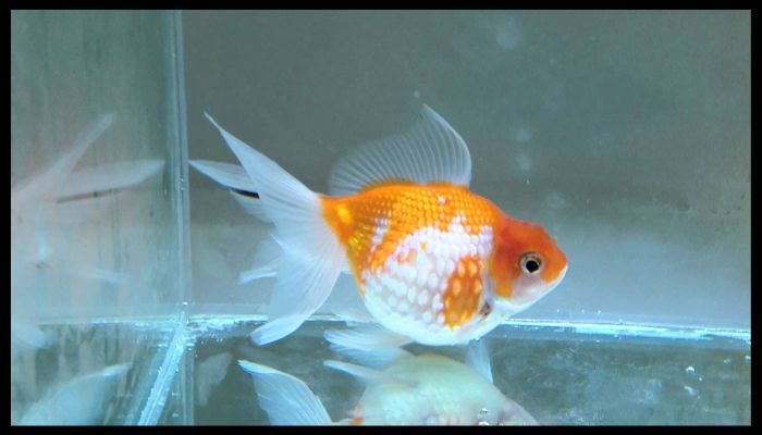 Fancy Goldfish Types Pearlscale Goldfish