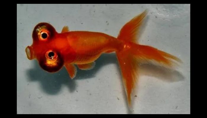 Fancy Goldfish Types Celestial Eye Goldfish