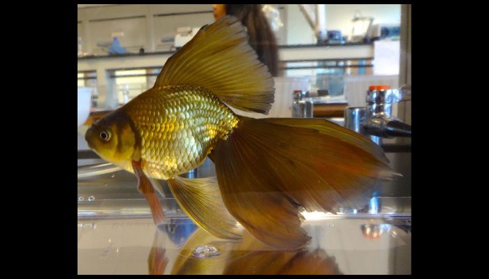 Fancy Goldfish Types Veiltail Goldfish