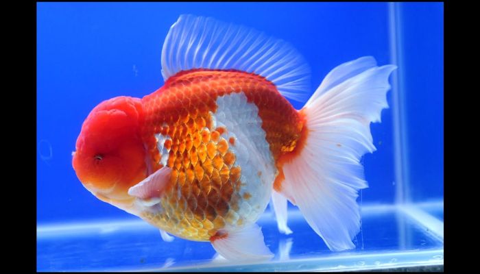 Fancy Goldfish Types Oranda Goldfish