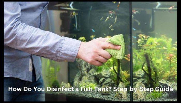 How Do You Disinfect a Fish Tank? Step-by-Step Guide