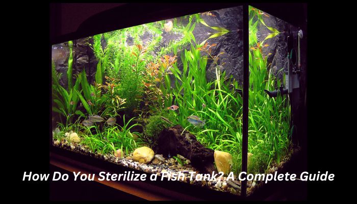 How Do You Sterilize a Fish Tank? A Complete Guide