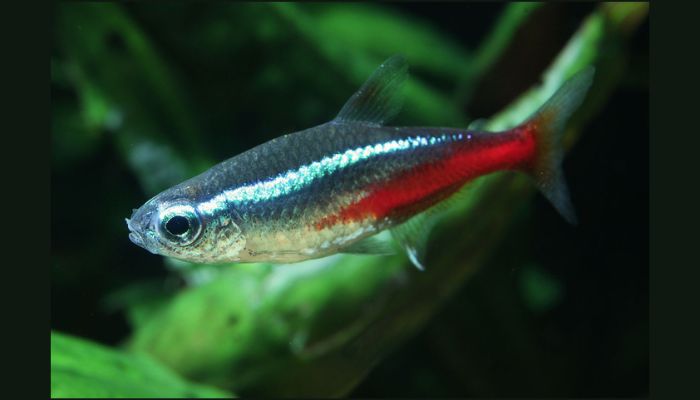 How Many Neon Tetras in a 20 Litre Tank