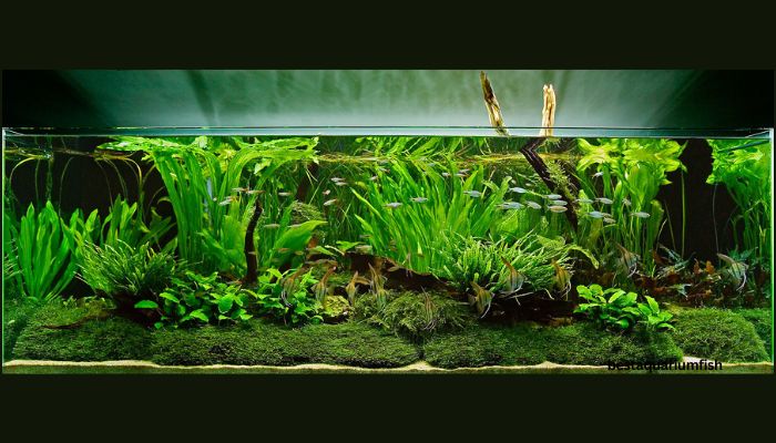 Live Plants: Natural Aquarium Cleaners