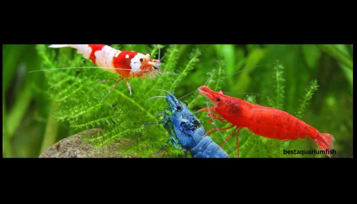 Natural Aquarium Cleaners: Shrimps