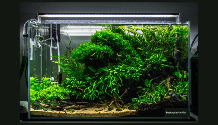 natural aquarium cleaners