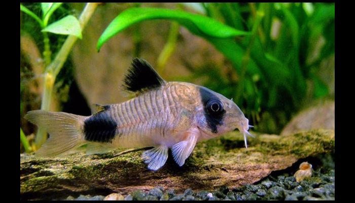 Panda Cory Care