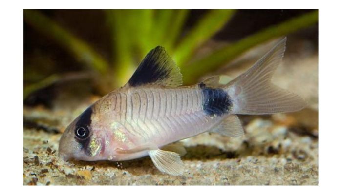 Panda Corydoras Diseases