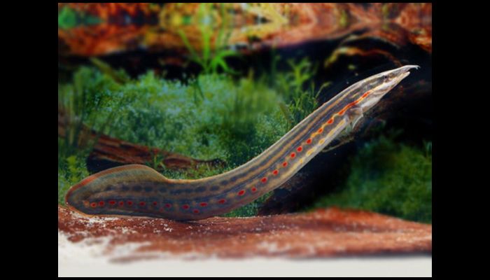 Red Fire Eel