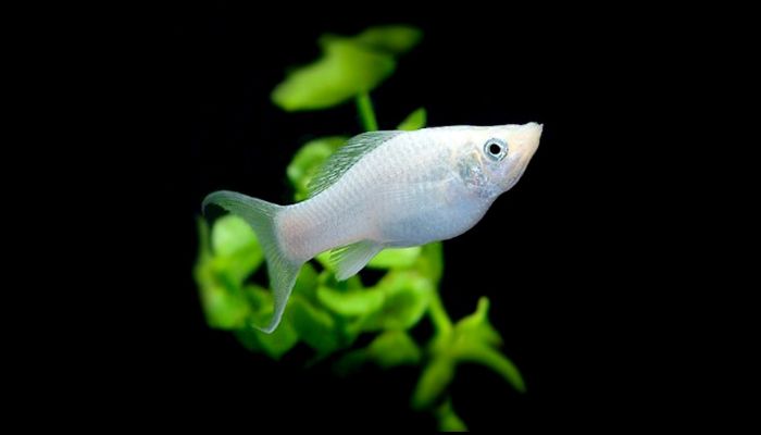 Silver Balloon Molly: Care and Breeding