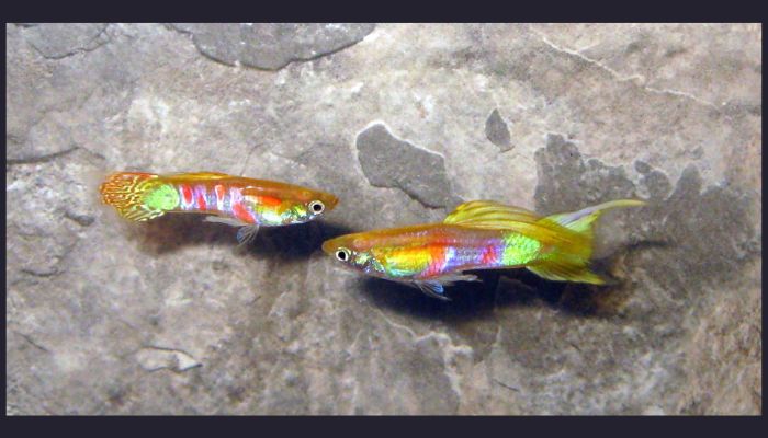 Swordtail Guppies