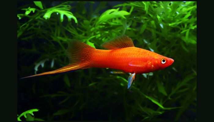 Swordtail Platy Care