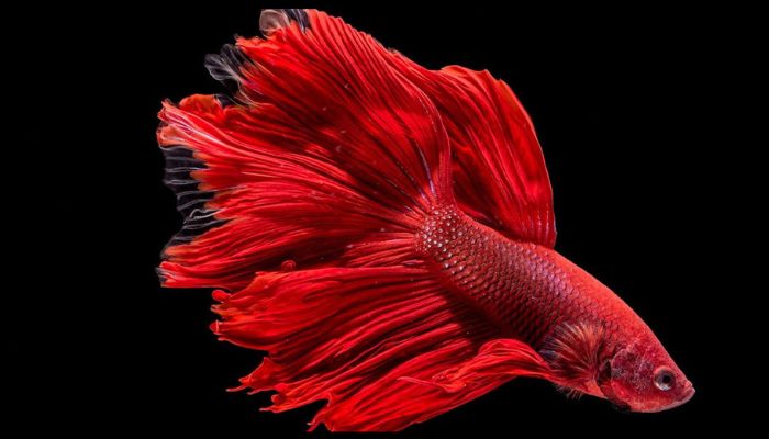 The Mystique of Betta Fish