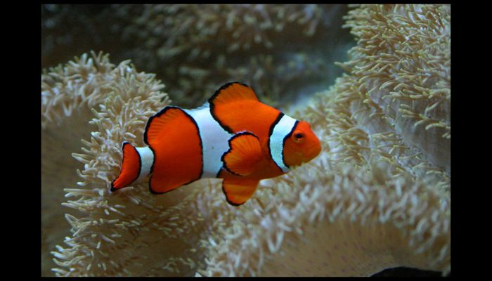 What Are the Most Hardy Saltwater Fish? Clownfish