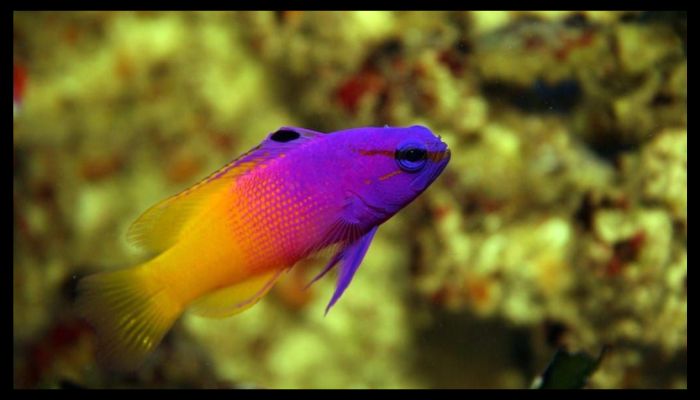 What Are the Most Hardy Saltwater Fish? Royal Gramma fish