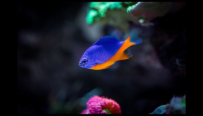 What Are the Most Hardy Saltwater Fish? Damselfish