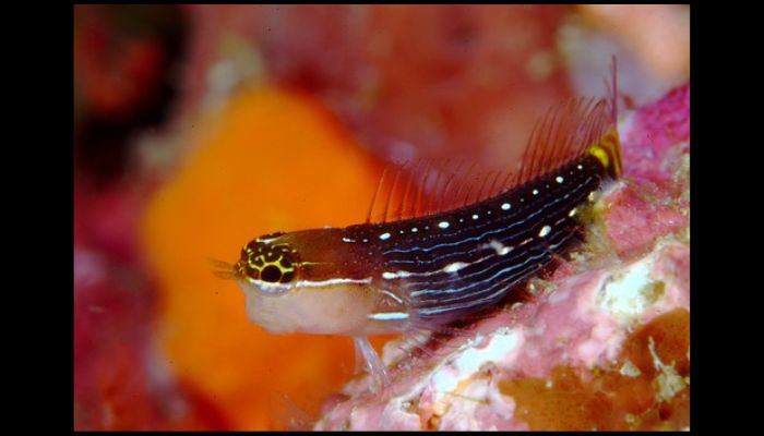 What Are the Most Hardy Saltwater Fish? Blenny fish