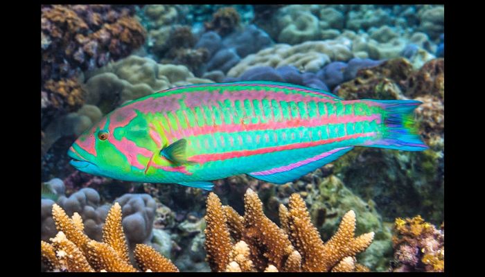 What Are the Most Hardy Saltwater Fish? Wrasse fish