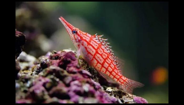 What Are the Most Hardy Saltwater Fish? Hawkfish