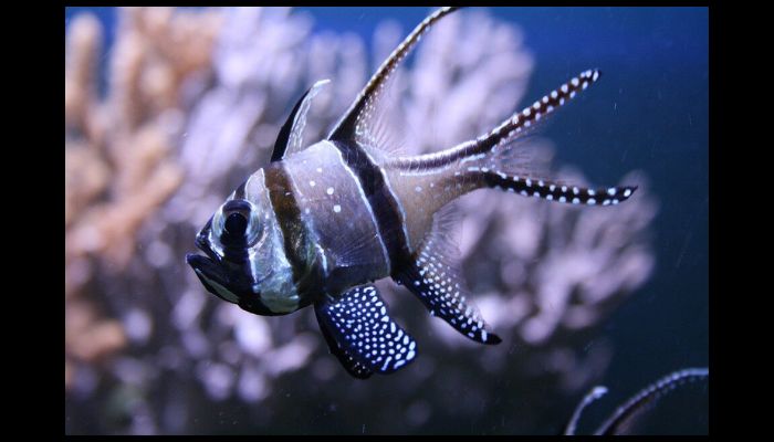 What Are the Most Hardy Saltwater Fish? Cardinalfish