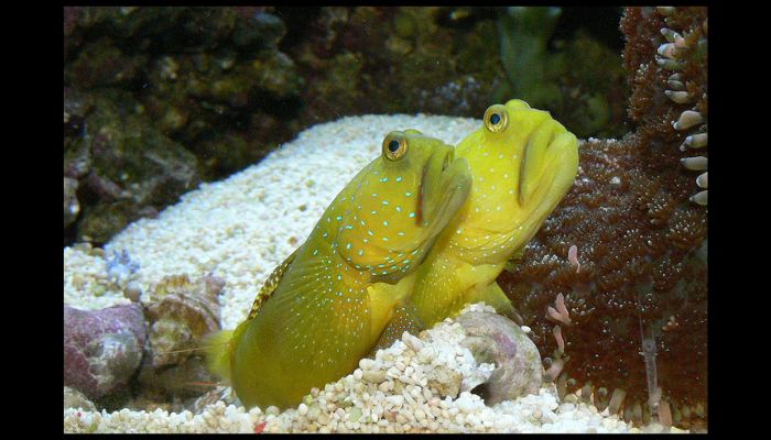 What Are the Most Hardy Saltwater Fish? Gobies fish