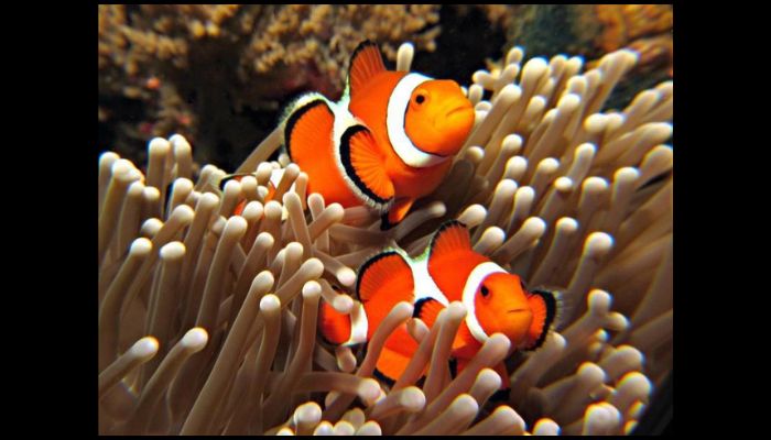 What Are the Most Hardy Saltwater Fish? A Guide for Beginners