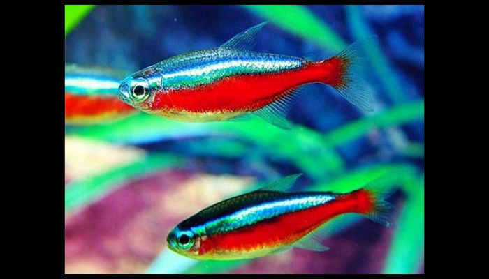 Neon Tetras